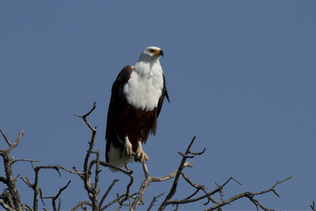 Green Season en Botswana