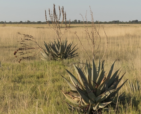 Salar de Sowa - Makgadikgadi Makgadikgadi - Salar de Sowa