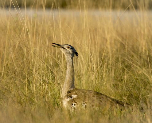 Salar de Sowa - Makgadikgadi Makgadikgadi - Salar de Sowa