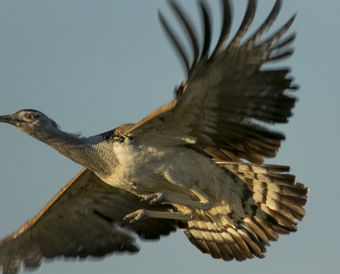 Salar de Sowa - Makgadikgadi Makgadikgadi - Salar de Sowa