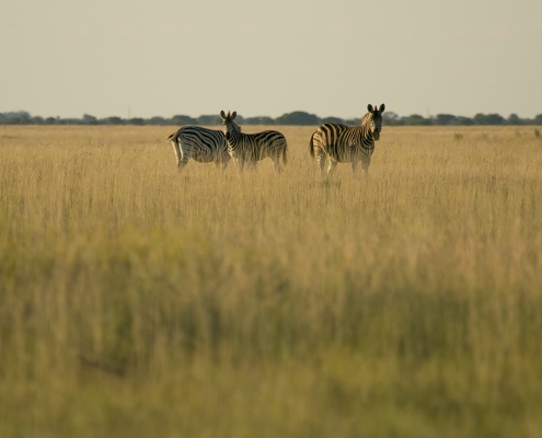 Salar de Sowa - Makgadikgadi Salar de Sowa - Makgadikgadi