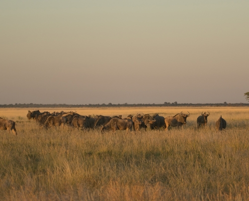 Salar de Sowa - Makgadikgadi Makgadikgadi - Salar de Sowa