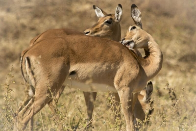 Botswana: Safari Movil Jun 2018