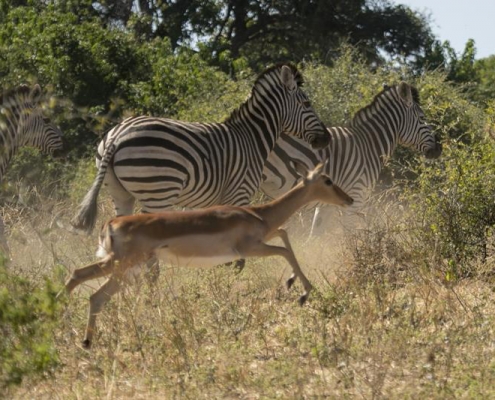 Botswana: Safari Movil Jun 2018