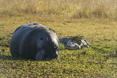 Botswana: Safari Movil Jun 2018