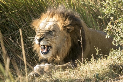 Botswana: Safari Movil Jun 2018