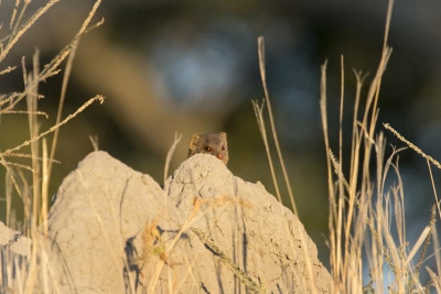 Botswana: Safari Movil Jun 2018