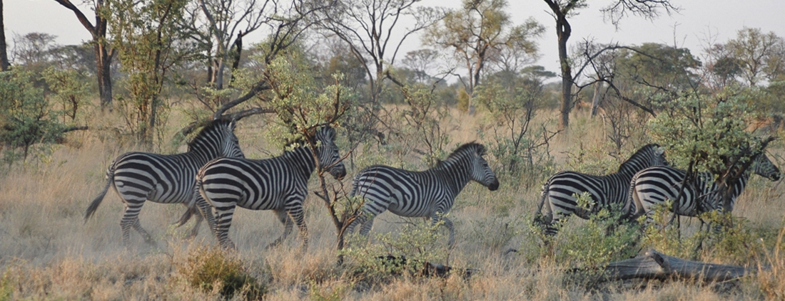 Camp Kwando Camp Kwando