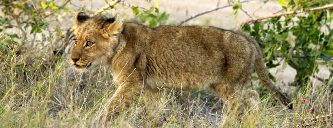 Camp Kwando Camp Kwando