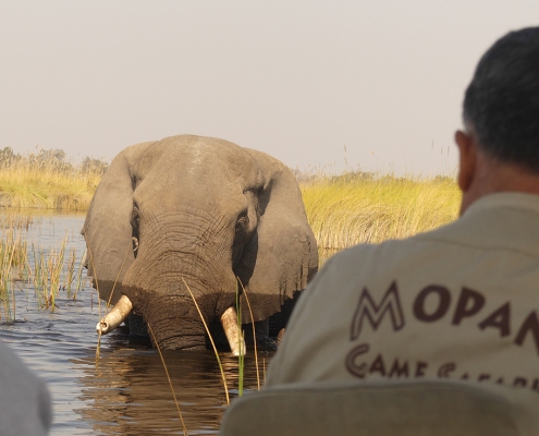 Safari Campamento Lujo Botswana