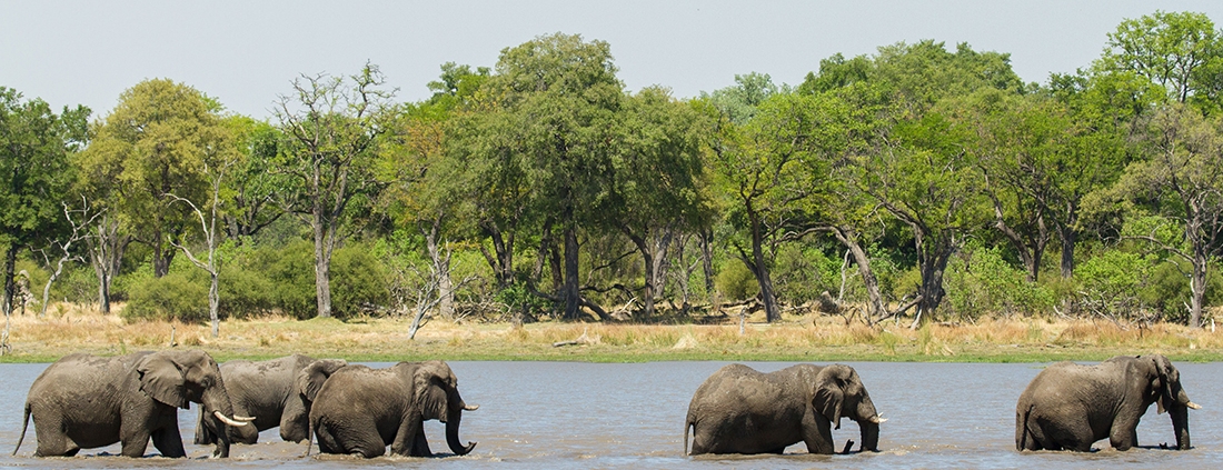 Game Drive en Moremi