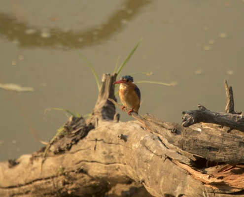 Martin Pescador Malachita, South Luangwa