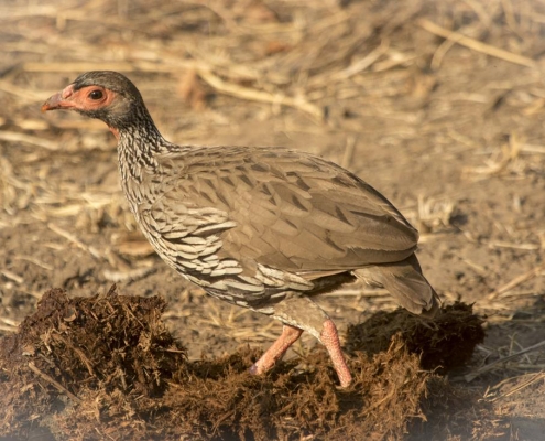 Francolin, South Luangwa