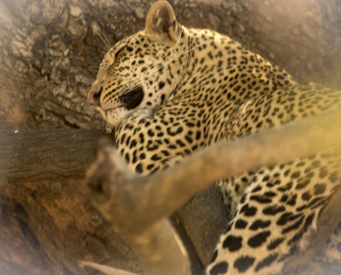 Leopardo, South Luangwa
