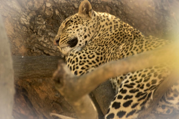 Leopardo, South Luangwa