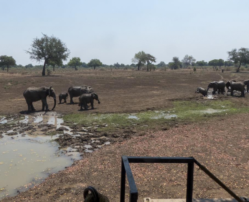 Elefantes en Luangwa House