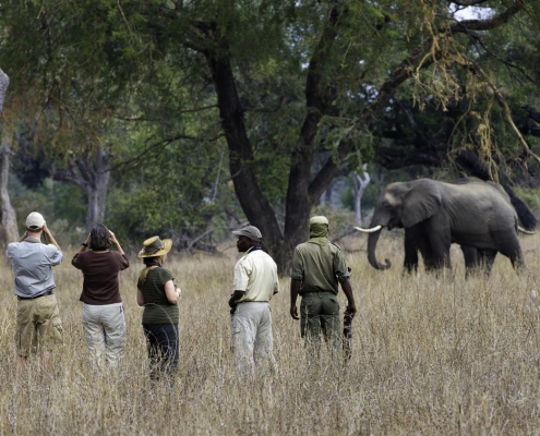 Safari a pie, Mfuwe Lodge