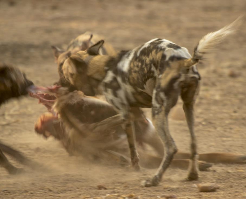 Licaones en South Luangwa