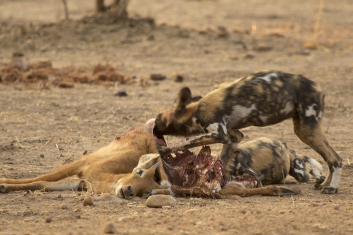 Viaje Zambia - South Luangwa