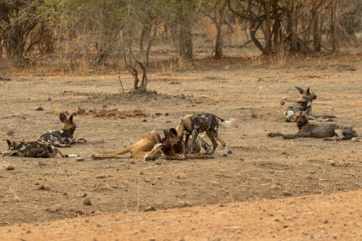 Viaje Zambia - South Luangwa