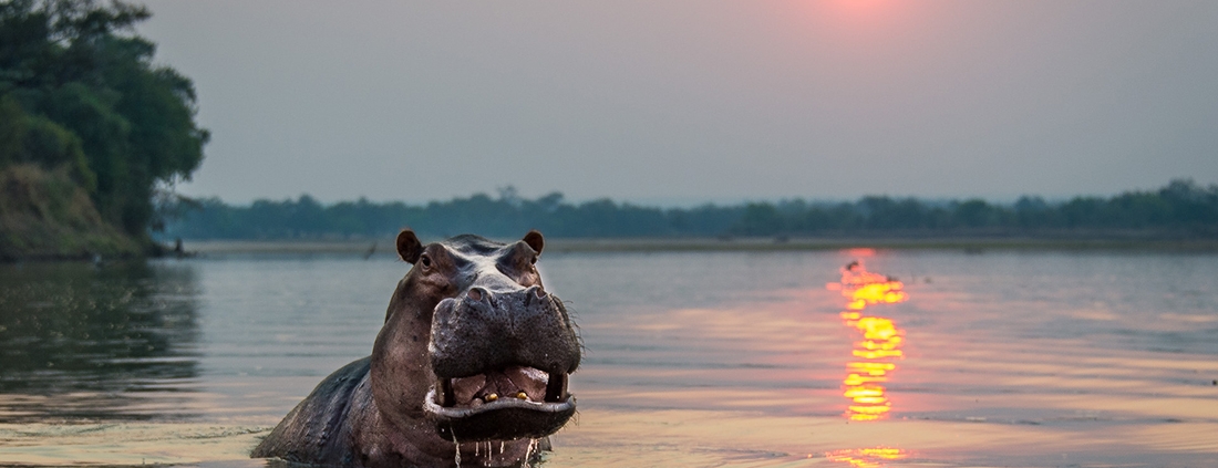 Hipopotamo - Luangwa River Camp