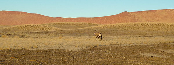 Desierto del Namib