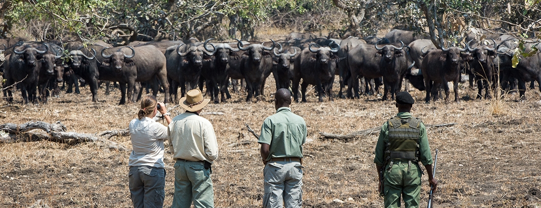 Walking safari