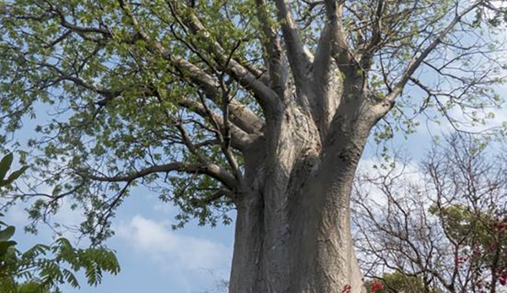 Baoba sobre el río Zambezi