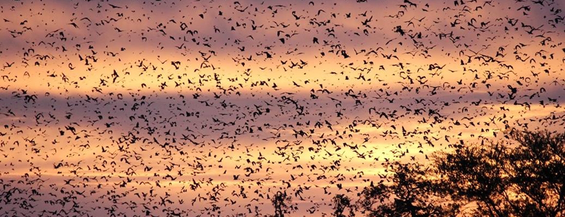 bat migration kasanka