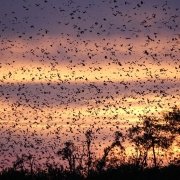 bat migration kasanka