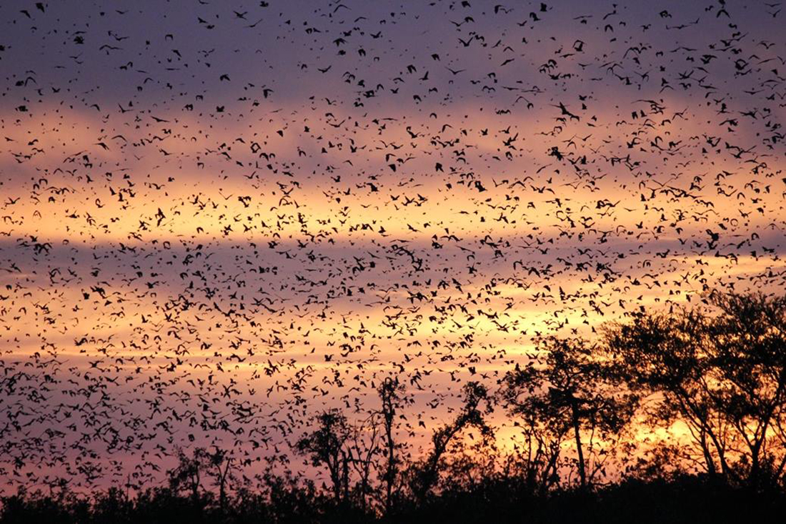 bat migration kasanka