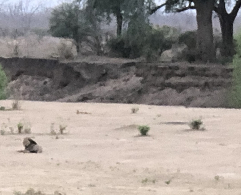 Leon en Lower Zambezi