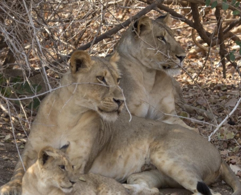 Viaje Zambia 2019 - Lower Zambezi