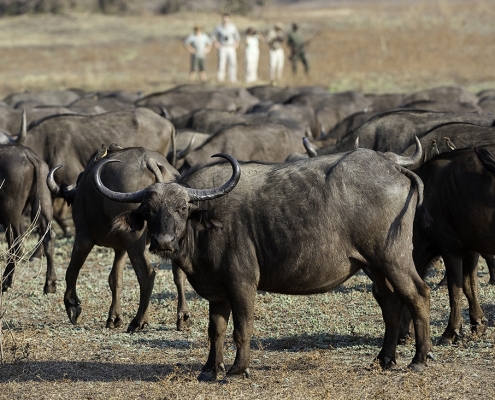 Safari en 4x4 - Chamilandu Bushcamp