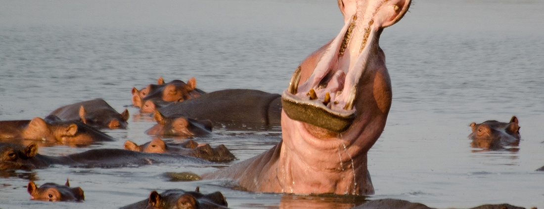 Island Bush Camp Safaris en Island Bush Camp