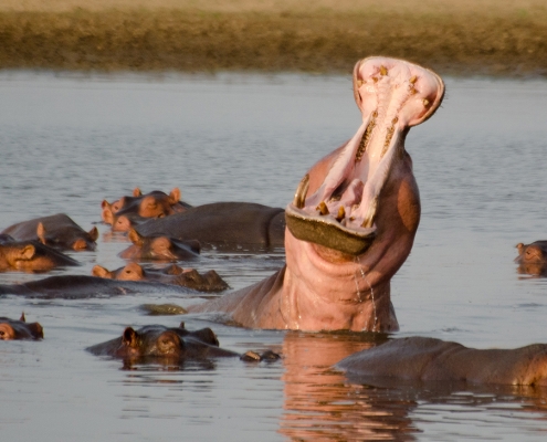 Safaris en Island Bush Camp