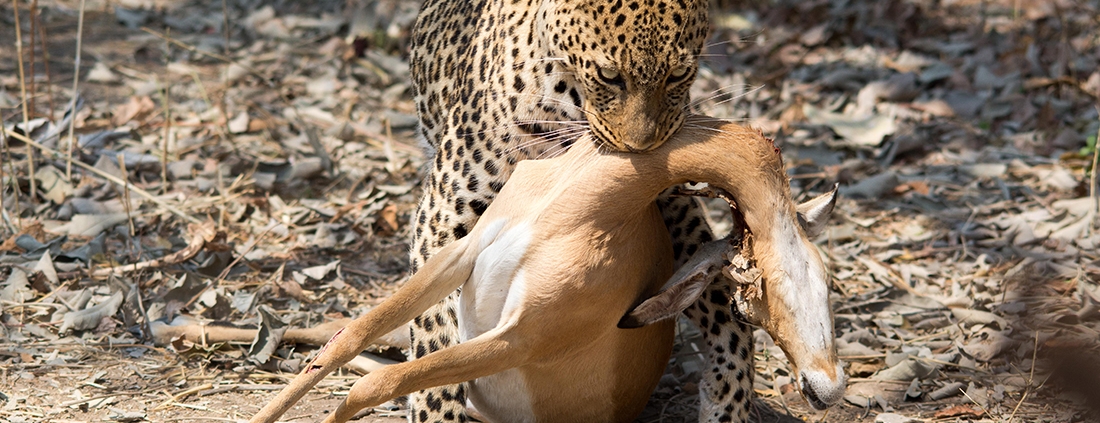 Safari en Kafunta River Lodge