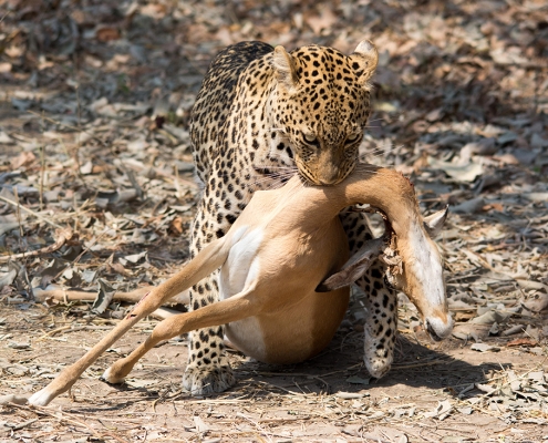 Safari en Kafunta River Lodge