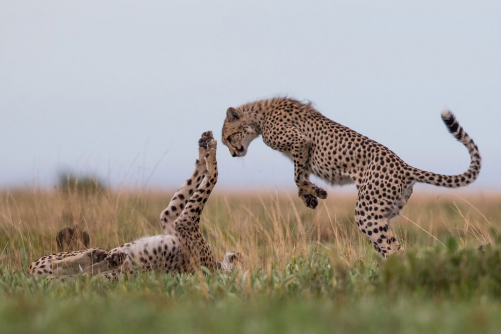 Safari en Time + Tide King Lewanika - Liuwa Plains