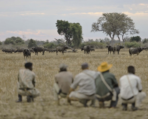 Safari a pie - Lion Camp