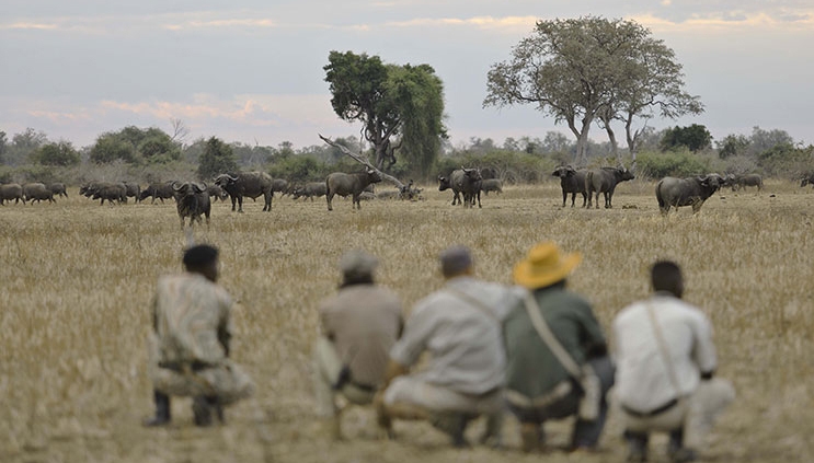 Safari a pie - Lion Camp