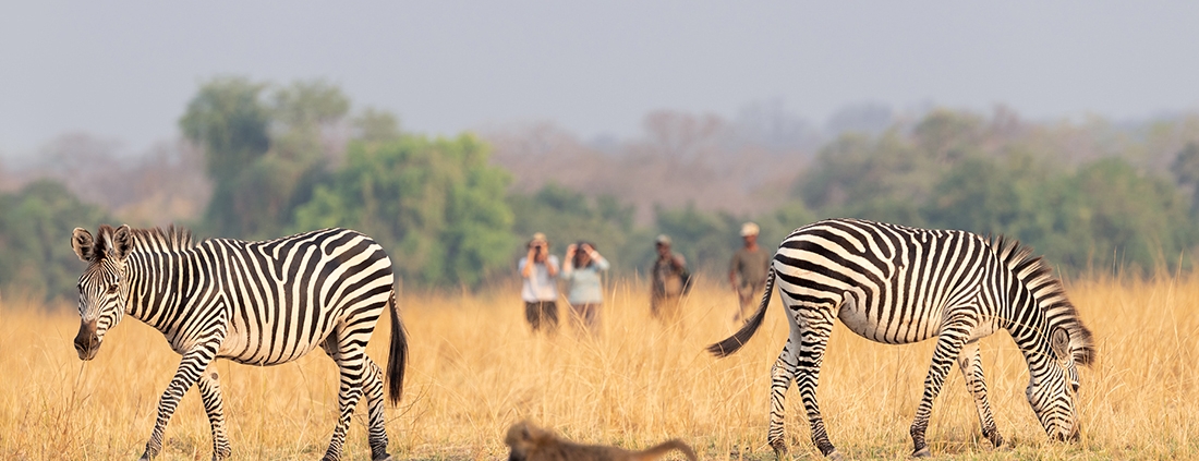 Safari a pie - Puku Ridge Camp - Souh Luangwa