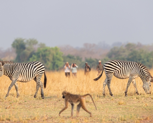 Safari a pie - Puku Ridge Camp - Souh Luangwa