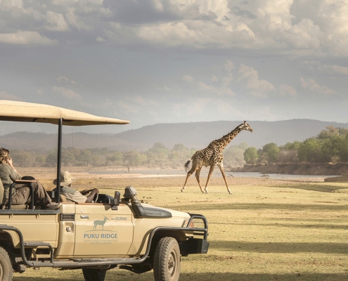 Safari en 4x4 - Puku Ridge Camp - South Luangwa