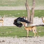 1 dia en Konkamoya - Nuestro viaje a Zambia