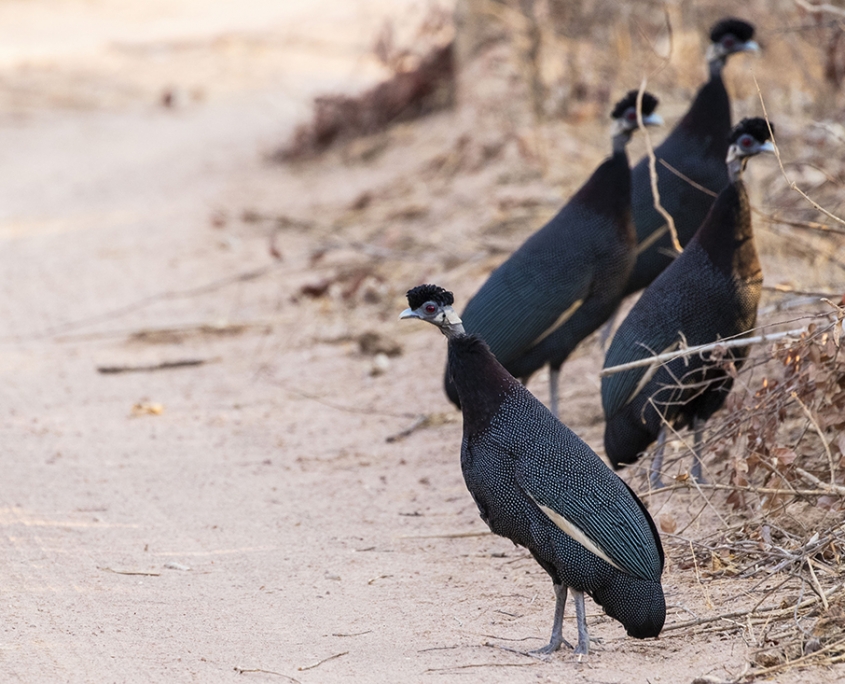 Crested Guineafawl - 1 dia en Kafue