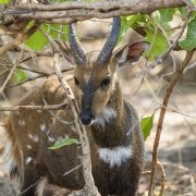 Safari Kafue - Bushback