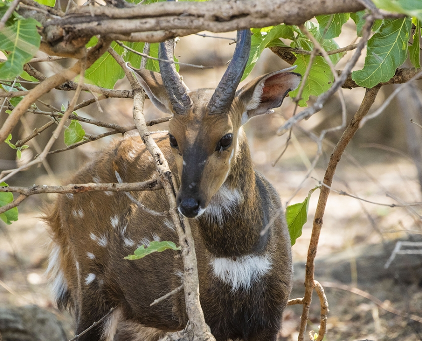 Safari Kafue - Bushback