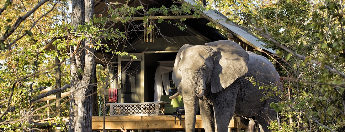 Hyena Pan Tented Camp