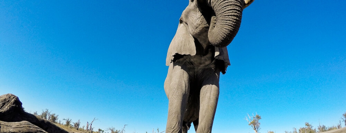 Hyena Pan Tented Camp